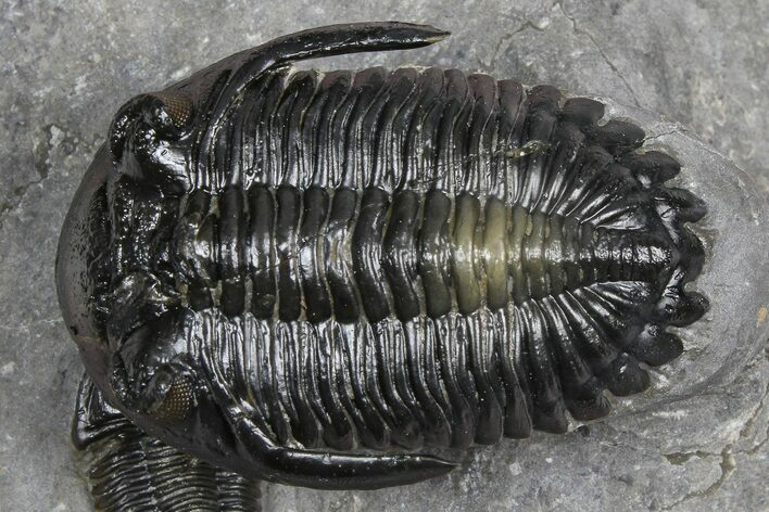 Multi-Toned Hollardops Trilobite With Gerastos #381560